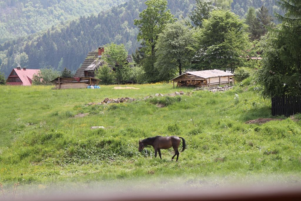 Viva Maria Apartamenty Zakopane Extérieur photo